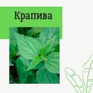 Крапива на латинском