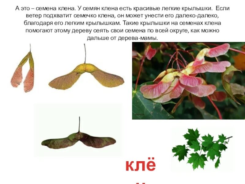 С какого дерева летит