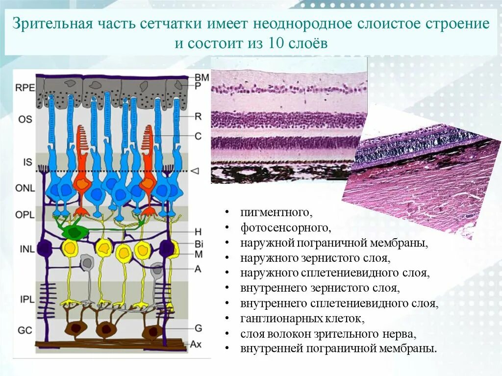 Строение сетчатки. Сенсорный слой сетчатки. Сетчатка состоит из слоев. Сетчатка строение и функции.