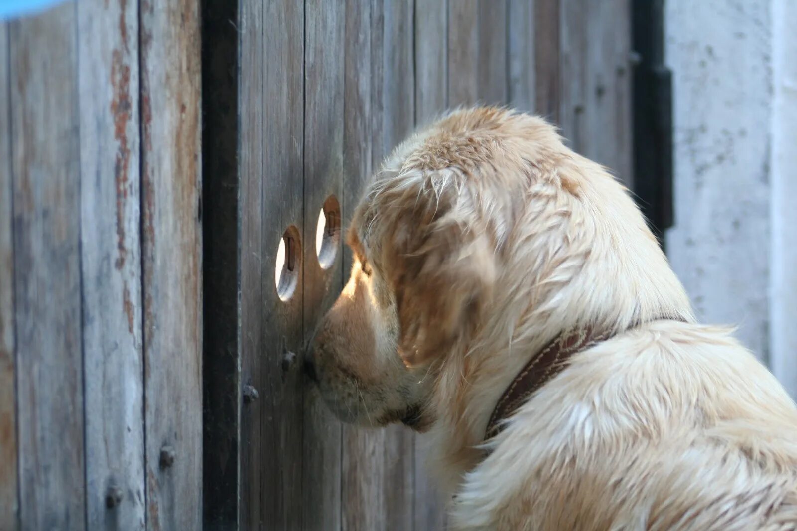 Наблюдая за жизнью животных. Очень внимательная собака. Собака на заборе. Осторожно очень внимательная собака.