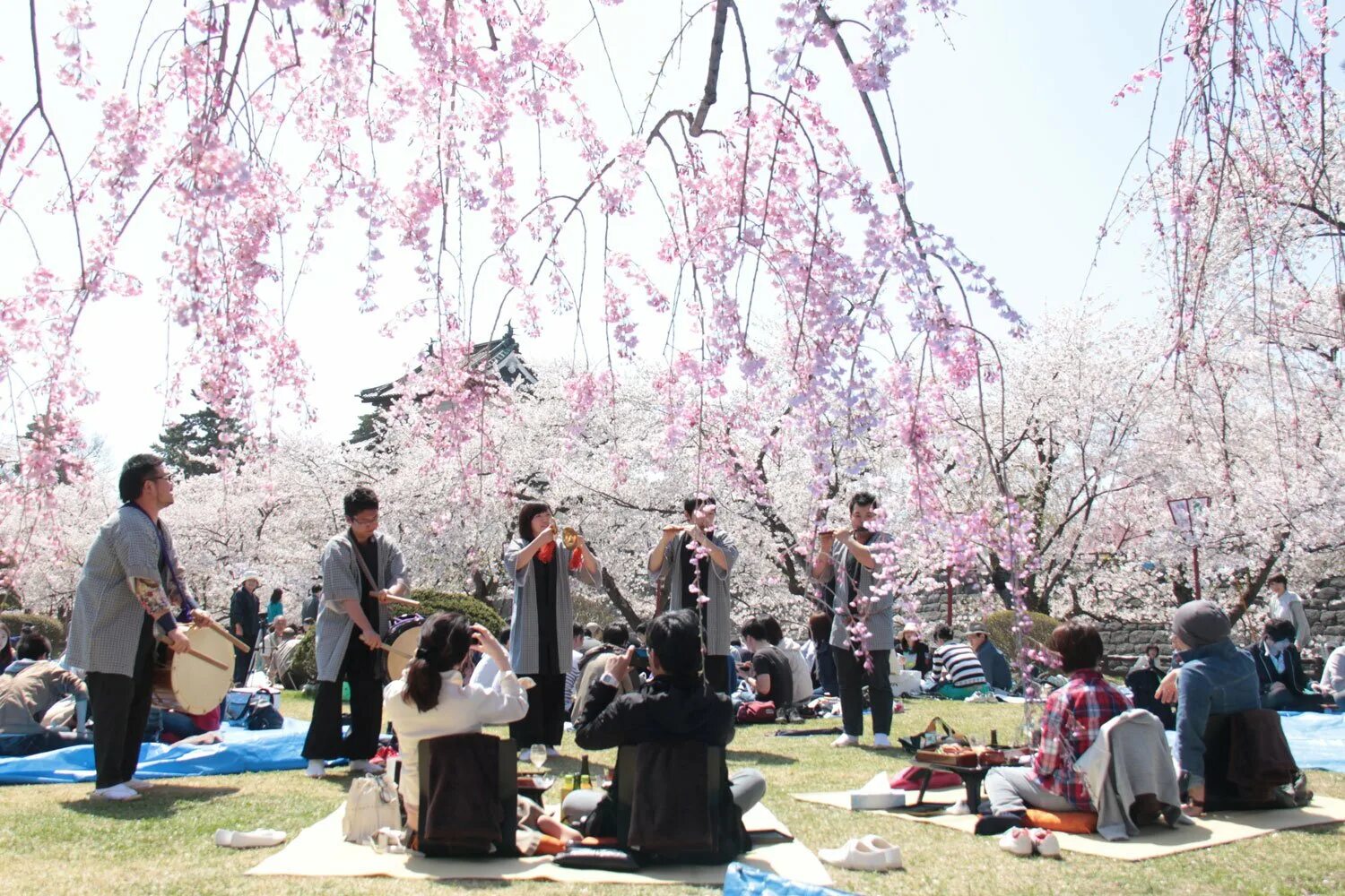 Фестиваль цветения Сакуры в Японии. Праздник цветения Сакуры в Японии. Фестиваль любования сакурой в Японии. О-Ханами — фестиваль цветения и любования сакурой в Японии.