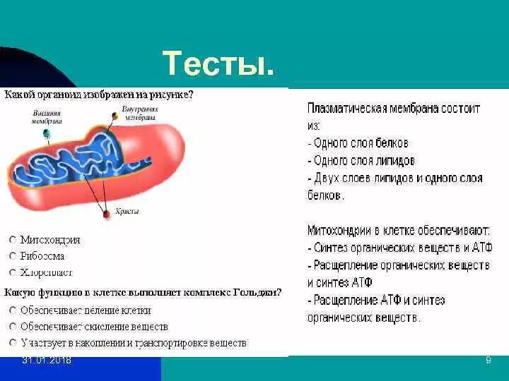 Органоид отвечающий за модификацию органических веществ. Синтез органических веществ в клетке. Распад органических веществ в клетках.. Расщепление органических веществ клетки. Обеспечивает Синтез органических веществ клетки.