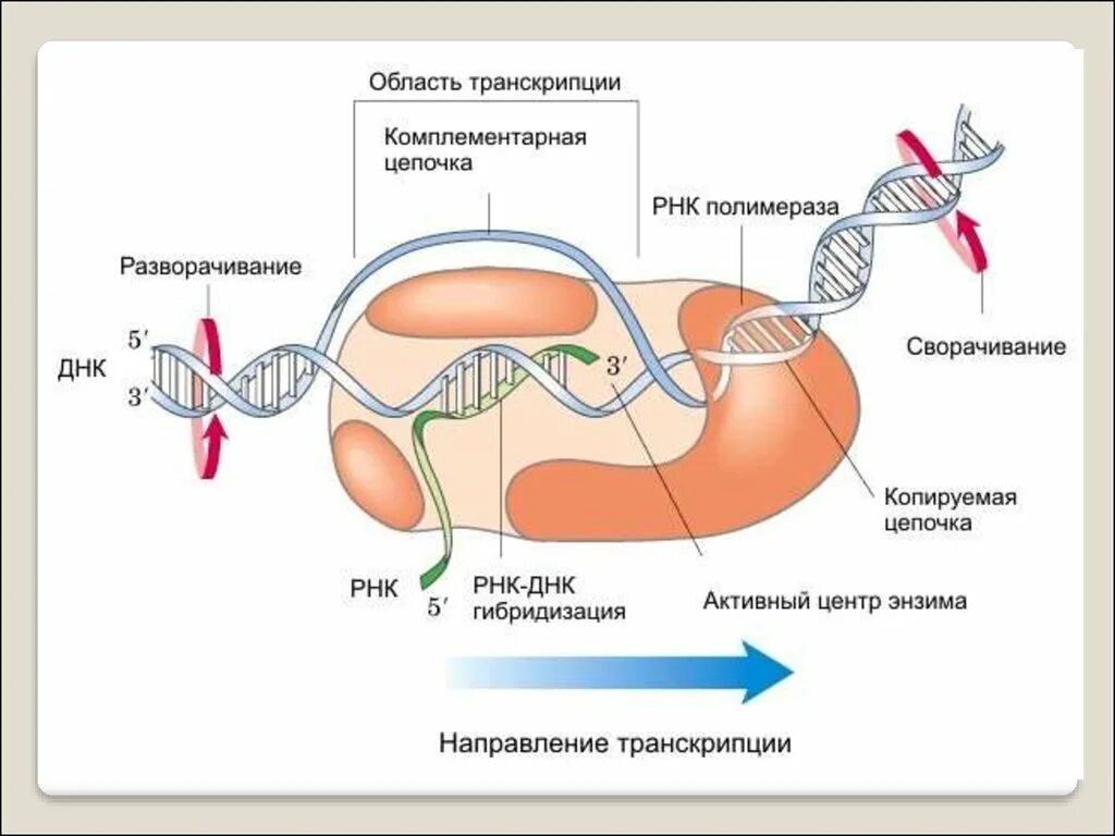 Цикл транскрипции. Транскрипционный пузырек. Транскрипция РНК. Транскрипционный пузырь. РНК полимеразы.