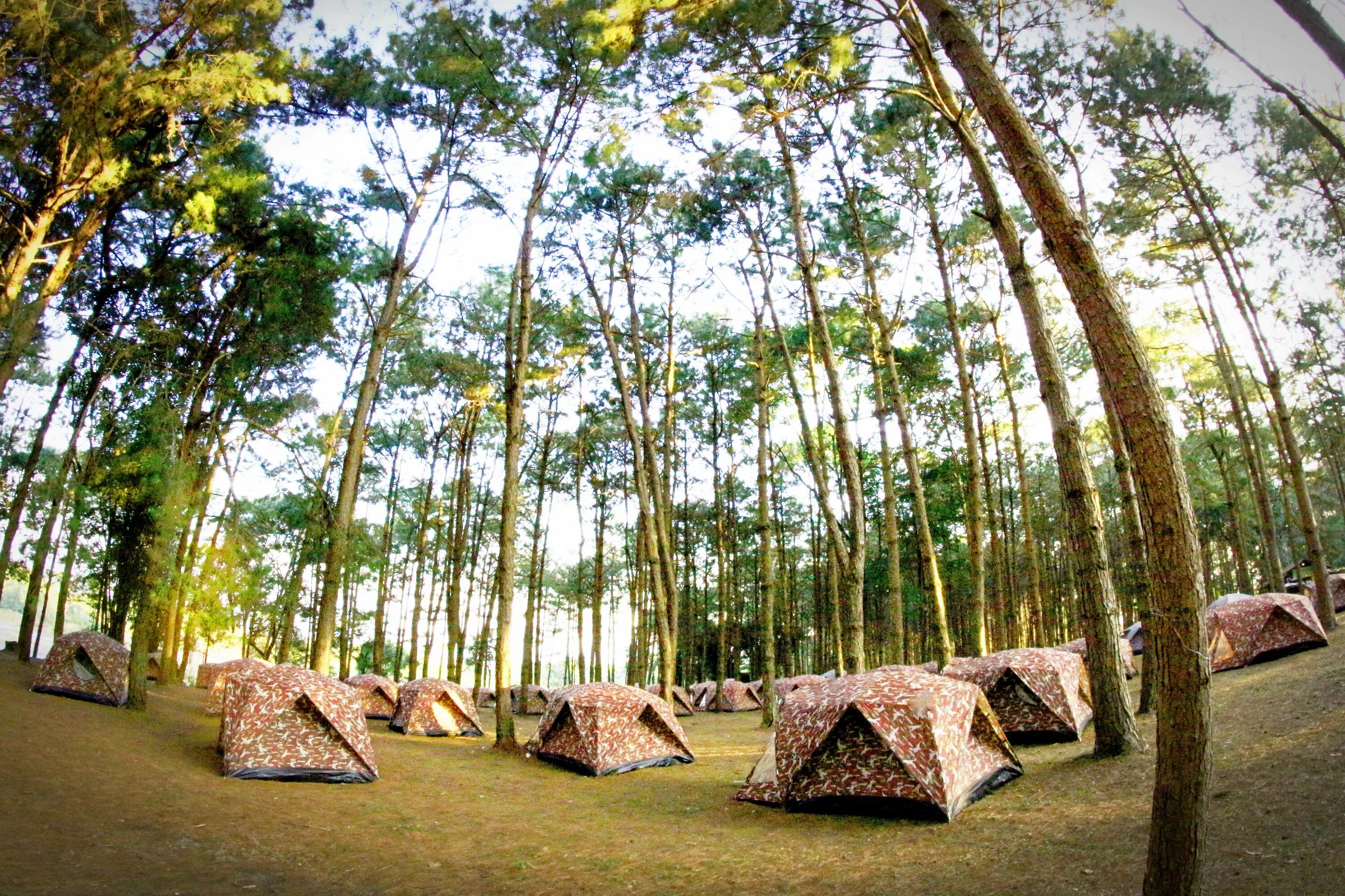 Ntrman camp. Лагерь в лесу. Лагерь с палатками. Палатка в лесу. Кемпинг лагерь.