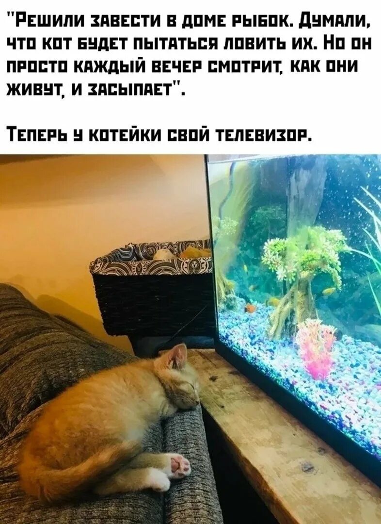 Завести рыбок. Домашние питомцы рыбки. Аквариум телевизор для кота. Наблюдать за рыбками.