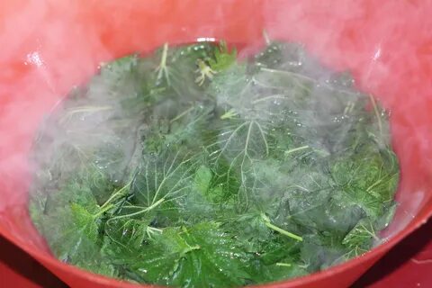 Крапива для кур