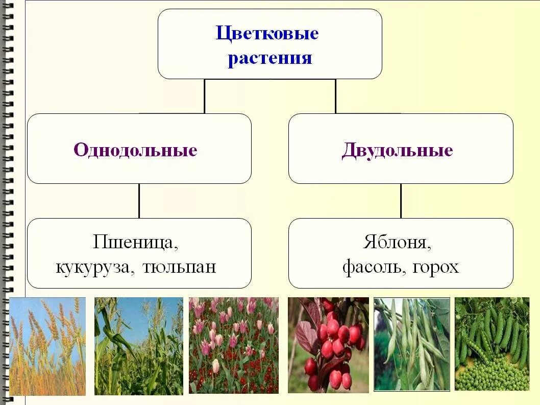 Какие цветы относятся к однодольным. Однодольные цветковые растения. Однодольные и двудольные растения. Покрытосеменные растения Однодольные и двудольные. Однодольные и двудольные растения примеры.