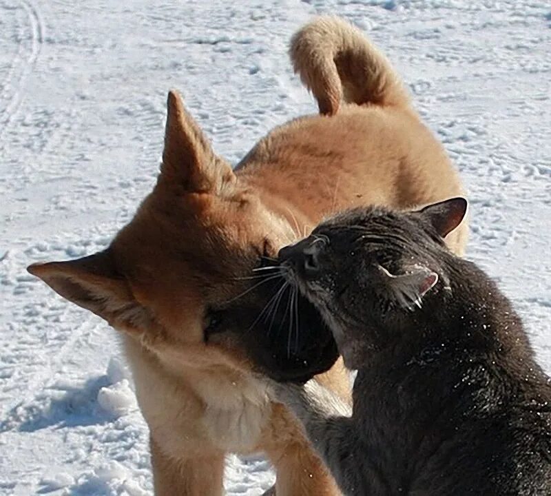 Коты и собаки. Дружба кошки и собаки. Дружба животных. Собака с кошкой дружат. Животные друзья.