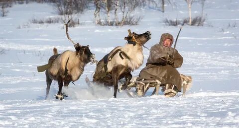 Северные с первого дня