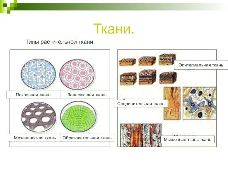 Механическая ткань часть впр. Типы тканей биология 6 класс механическая. Ткани животных. Типы тканей растений. Ткани растений и животных.