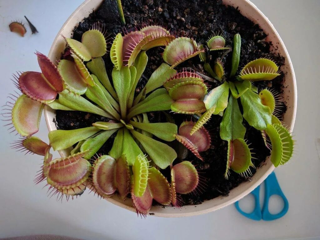 Венерина мухоловка. Венерина Дионея. Венерина мухоловка Dionaea. Венерина мухоловкаоловка\.