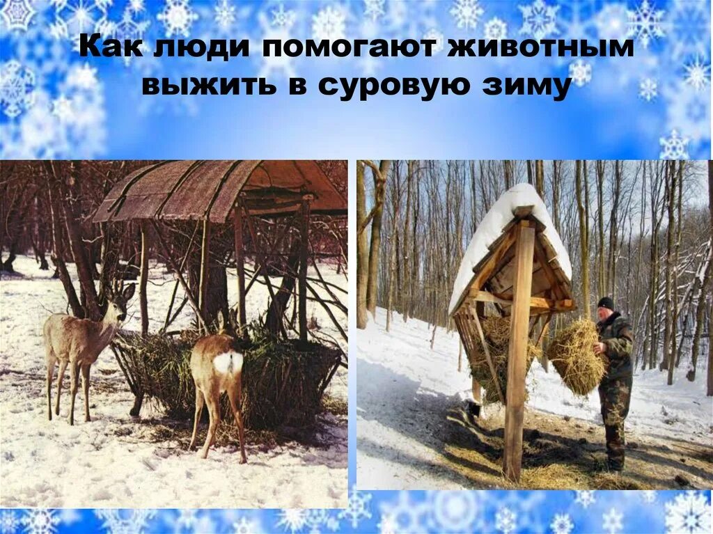 Помощь животным в зимнее время 2 класс. Поможем животным зимой. как люди помогают животным зимой. как спасти животных зимой. помоги лесным животным зимой.