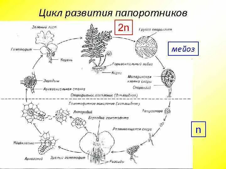 Цикл развития папоротника схема. Жизненный цикл папоротника ЕГЭ. Цикл размножения папоротников схема. Цикл развития папоротника с набором хромосом.