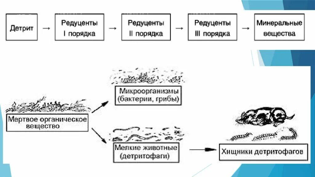 Приведите пример пищевой цепи детритного типа Типы пищевых