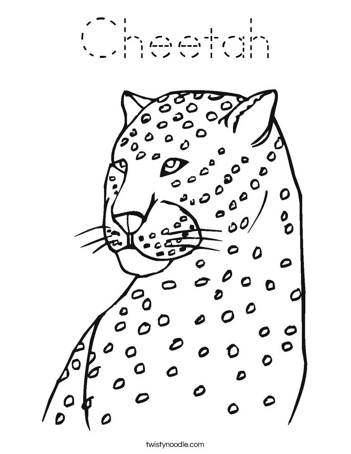 Leopards run runs fast