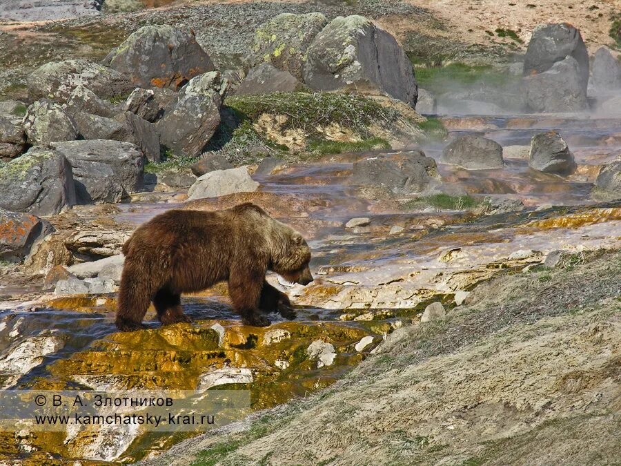 План камчатский бурый медведь. Камчатский бурый медведь. Описание Камчатского бурого медведя и как он оказался на камнях. Камчатского бурого медведя как он учился на камнях.