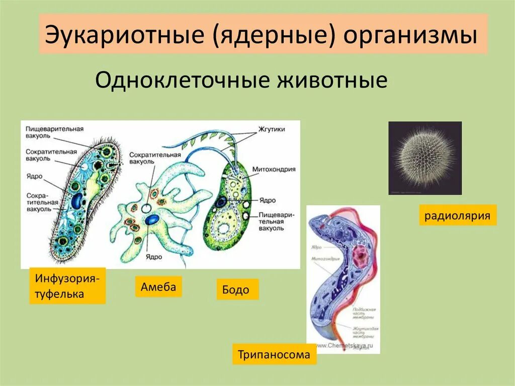 Одноклеточные ядерные организмы