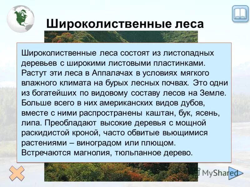 Описание широколиственных лесов по плану. Условия природы в широколиственных лесах. Широколиственные леса климатические условия. Зона широколиственных лесов климат. Условия широколиственных лесов.