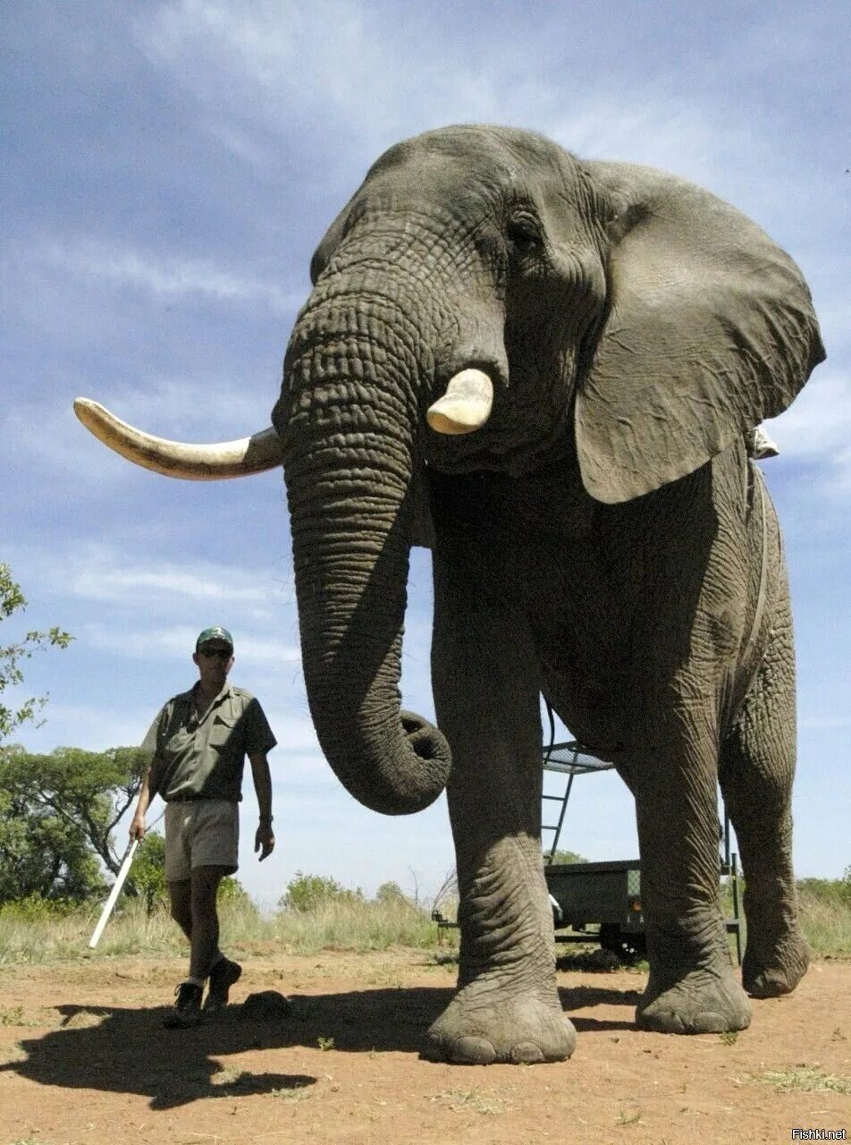 Слоны какой слон крупнее. Африканский саванный слон. Африканский саванный слон рост. Африканский саванный слон и человек. Саванный слон самый большой.