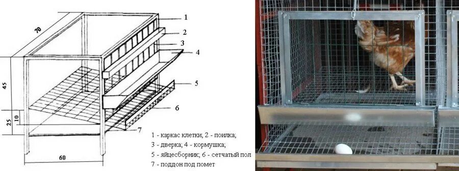 Размер клетки для кур несушек. Клетка для несушек с яйцесборником размер. Размер клетки на 10 кур несушек. Клетка для кур-несушек с яйцесборником чертеж. Клетка для 10 кур несушек с яйцесбором размер.