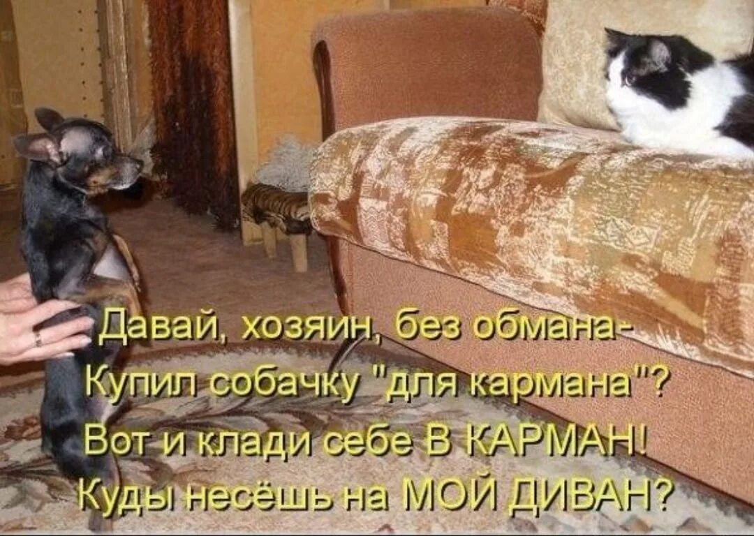 Анекдоты про кошек и собак. Про животных с надписями. Коты и собаки с надписями. Шутки про собак и кошек. Слезает с дивана