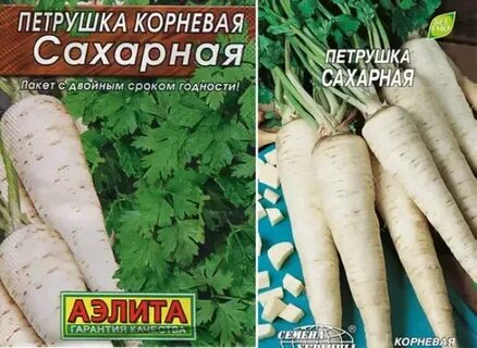 Сахарный корень