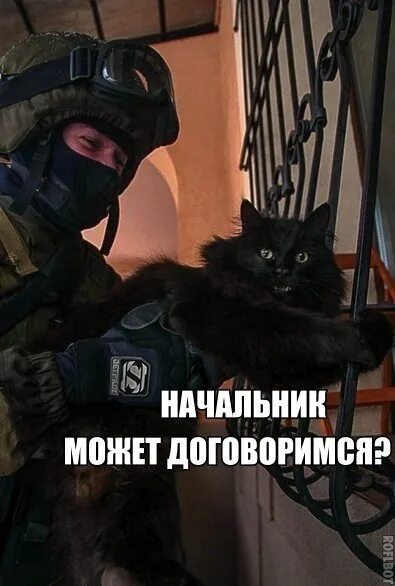 Спец коты. Начальник может договоримся. спец коты отряд быстрого. омон. кот собр.