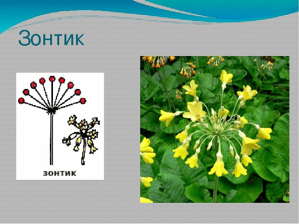 Соцветиезонитк примеры растений. Соцветие зонтик и сложный зонтик. Ложный зонтик соцветие. Тип соцветия зонтик. Простой зонтик растения