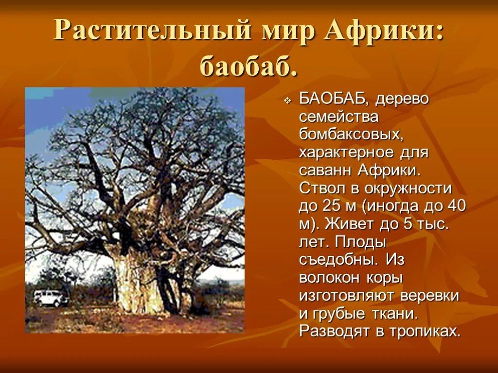 Воспользуйтесь текстом живет на свете баобаб. Растительность Африки 7 класс география. Растительный мир Африки. Растения в Африке 5 класс.