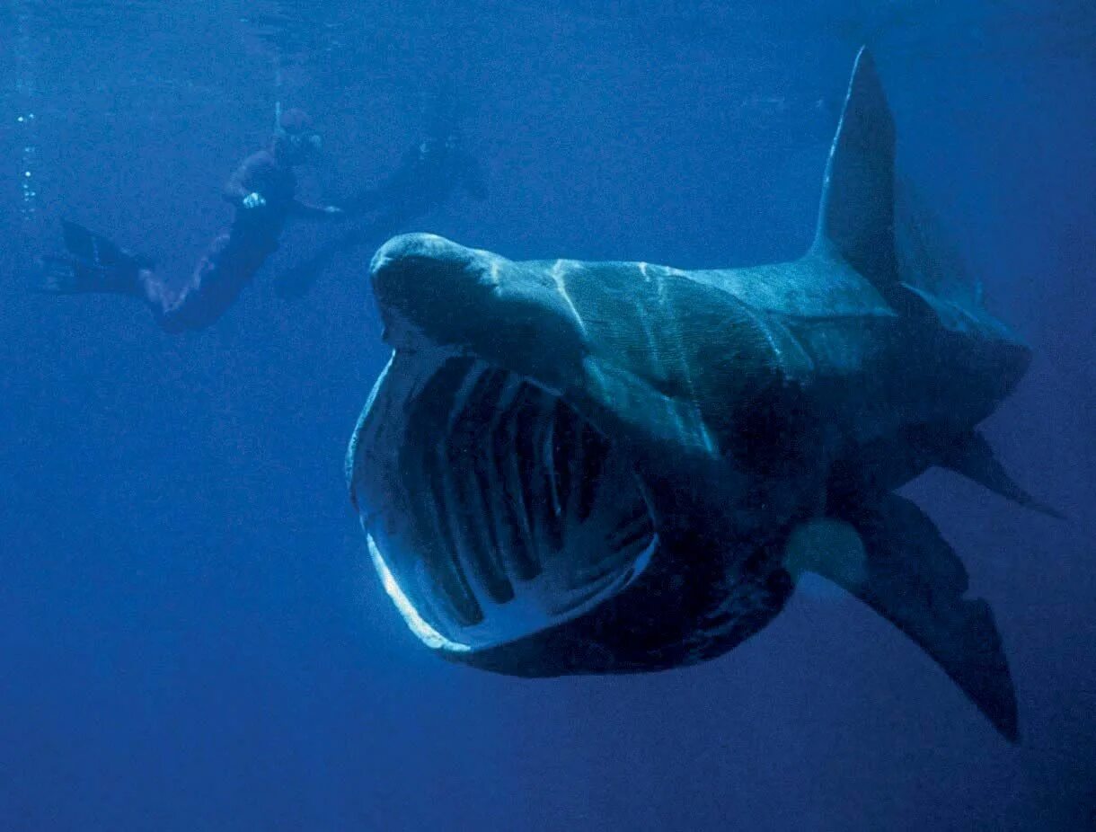 Cetorhinus Maximus акула. Баскинг Шарк. Гигантская акула (basking Shark). Большая акула Cetorhinus Maximus.