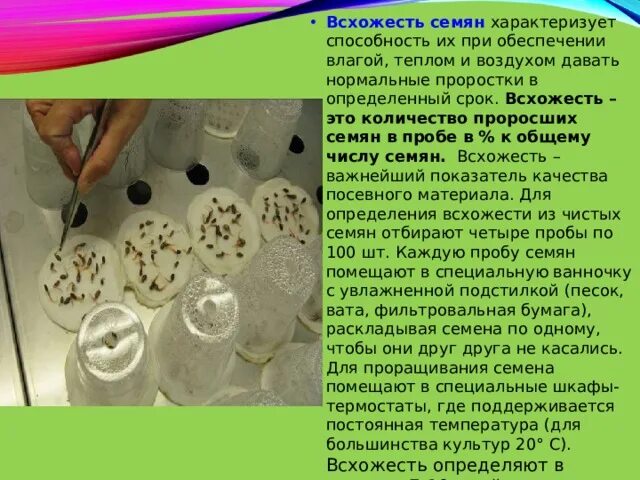 Определение всхожести семян культурных растений. Лабораторная всхожесть семян. Определение всхожести семян. Полевая всхожесть семян. Всхожесть семян исследования.