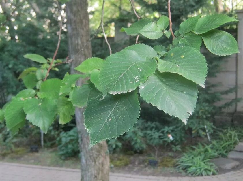 Дзельква гирканская lenkoran. Вяз гладкий ulmus laevis pall. Вяз приземистый ulmus pumila. Çitlembik ağaci. Дерево-берест (вяз).