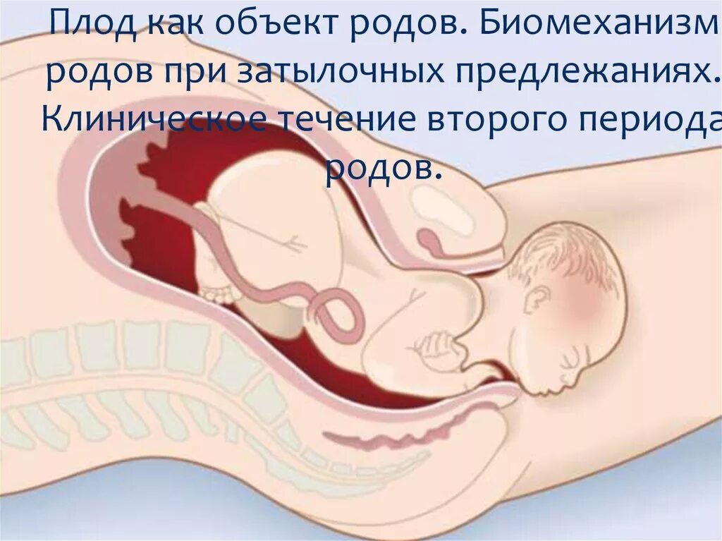 Матка опускается перед. Раскрытие матка природах. раскрытие шейки матки при родах.