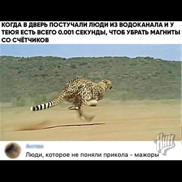 Ациноникс юбатус. Леопард и гепард ягуар скорость. "гепард" cheetah (1989). Гепард бегает. Леопард км ч.