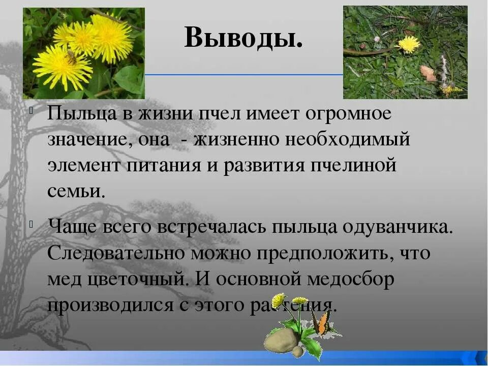 Какое строение имеет пыльца 6 класс. Пыльца одуванчика. Перга и одуванчики. Заключение в проекте о жизни пчёл. Пыльца это в биологии.