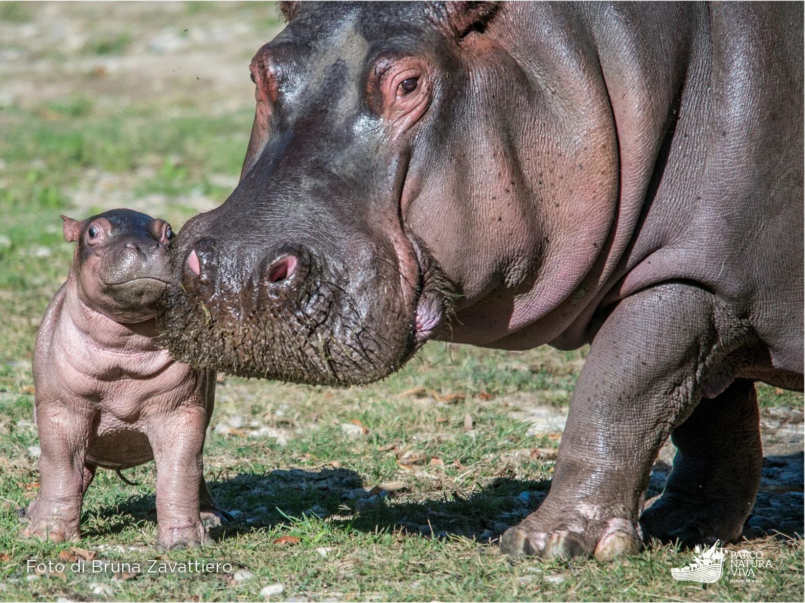 Карликовый гиппопотам. Новорожденный карликовый бегемот. Детеныш бегемота как называется. Мадагаскарский карликовый бегемот. Детеныш бегемота как называется.