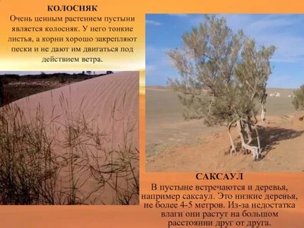 Глаз пустыни краткое содержание