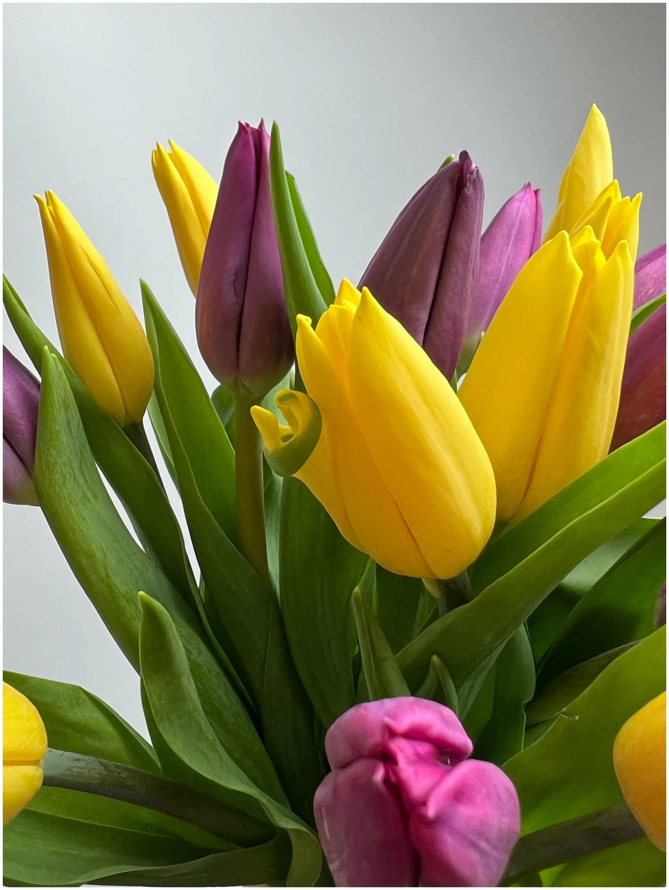 Желтофмолетовые тюльпаны. Тюльпаны сиреневые с желтым. Тюльпаны желтые и фиолетовые букет. Тюльпаны сиреневые с желтым. Тюльпаны желтые и фиолетовые.
