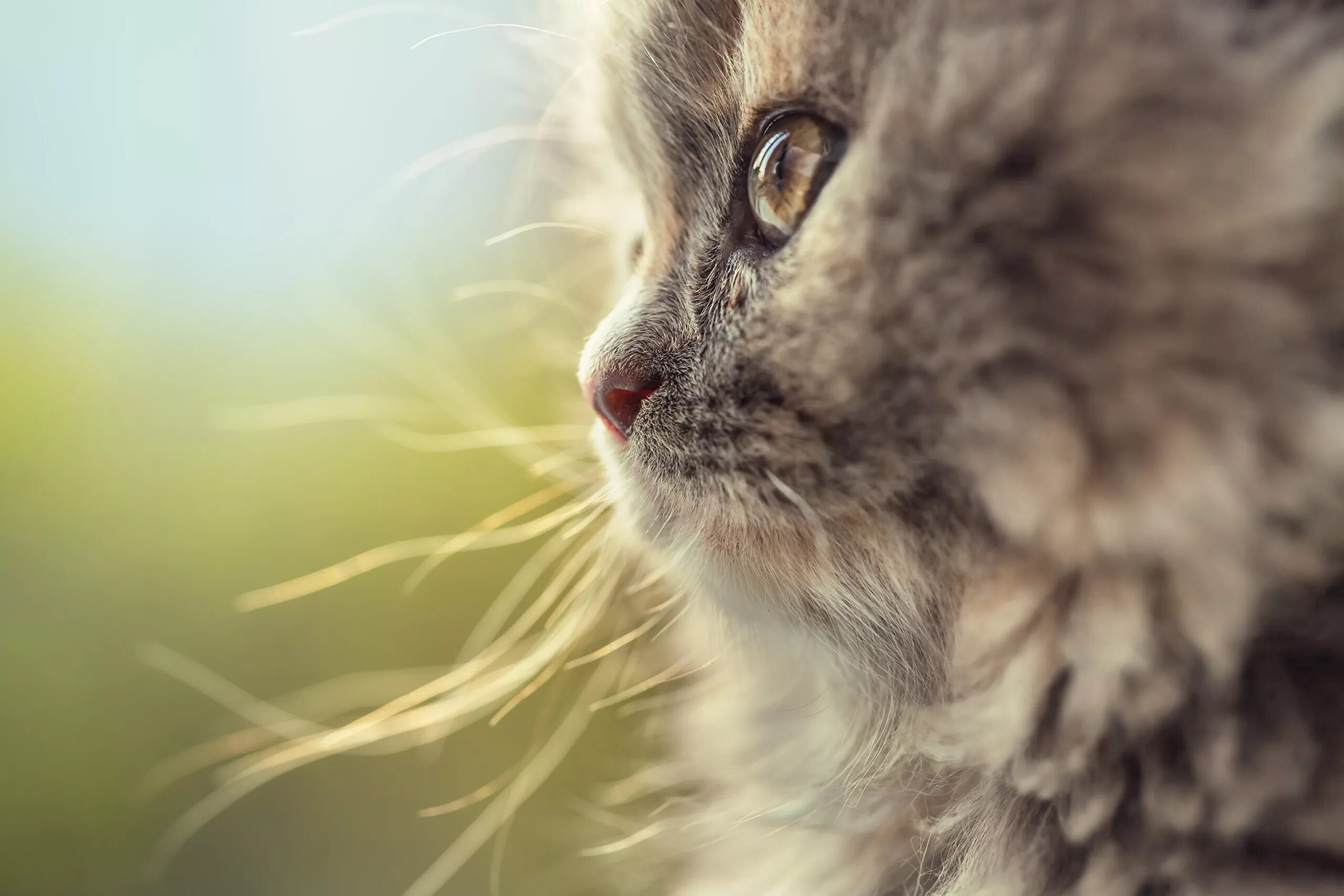 Кот на заставку. Макросъемка кошек. котёнок макро. заставка котики. красивые котики на заставку.