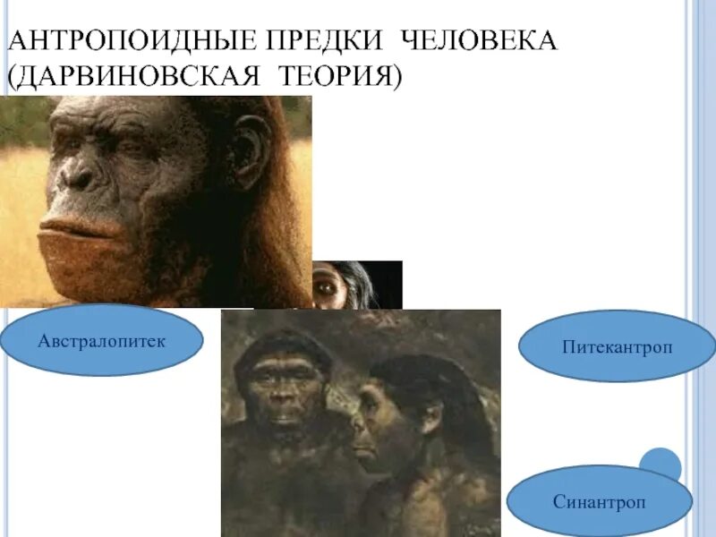 1 предок человека. Синантроп предок. Антропоидные предки человека. Австралопитек питекантроп синантроп. Первый предок человека.