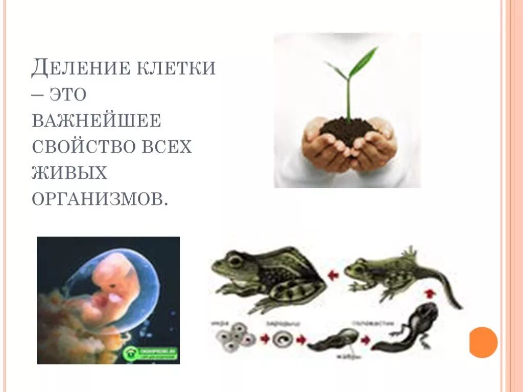 Деление клетки свойство живого. Деление живых организмов. деление клетки признак живого. живые организмы делят. свойства всех живых организмов деление.