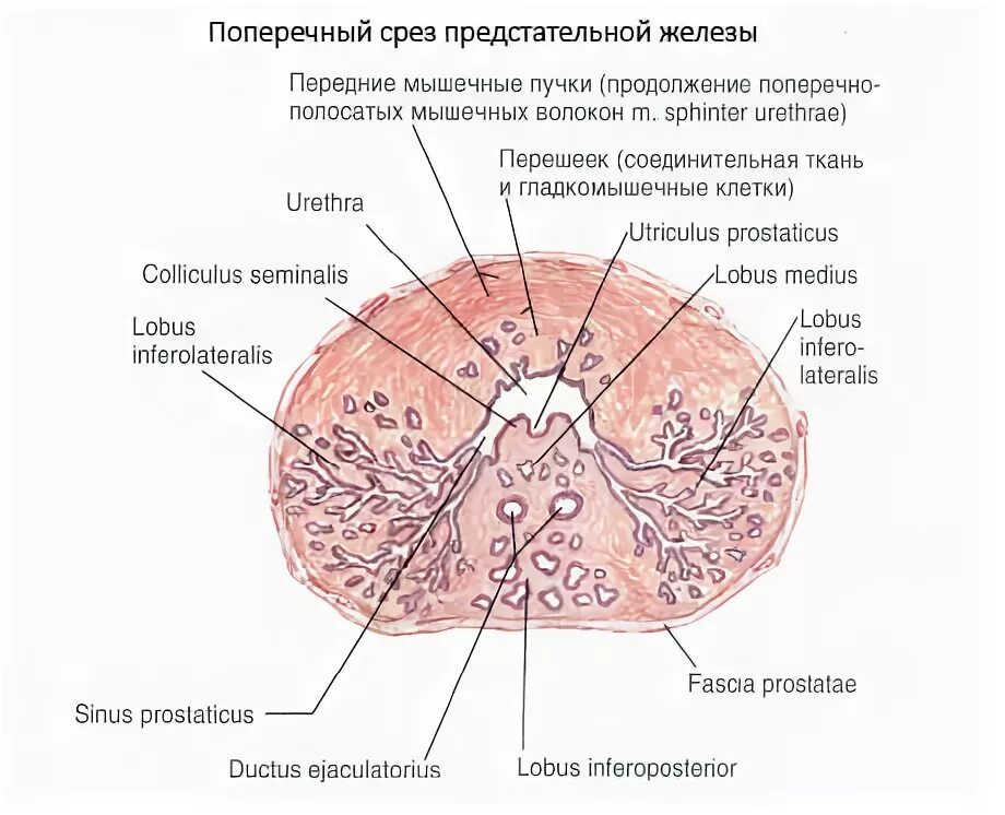 Простата у человека. Схема строения предстательной железы гистология. Строение предстательной железы гистология. Поперечный срез предстательной железы. Предстательная железа строение долька.