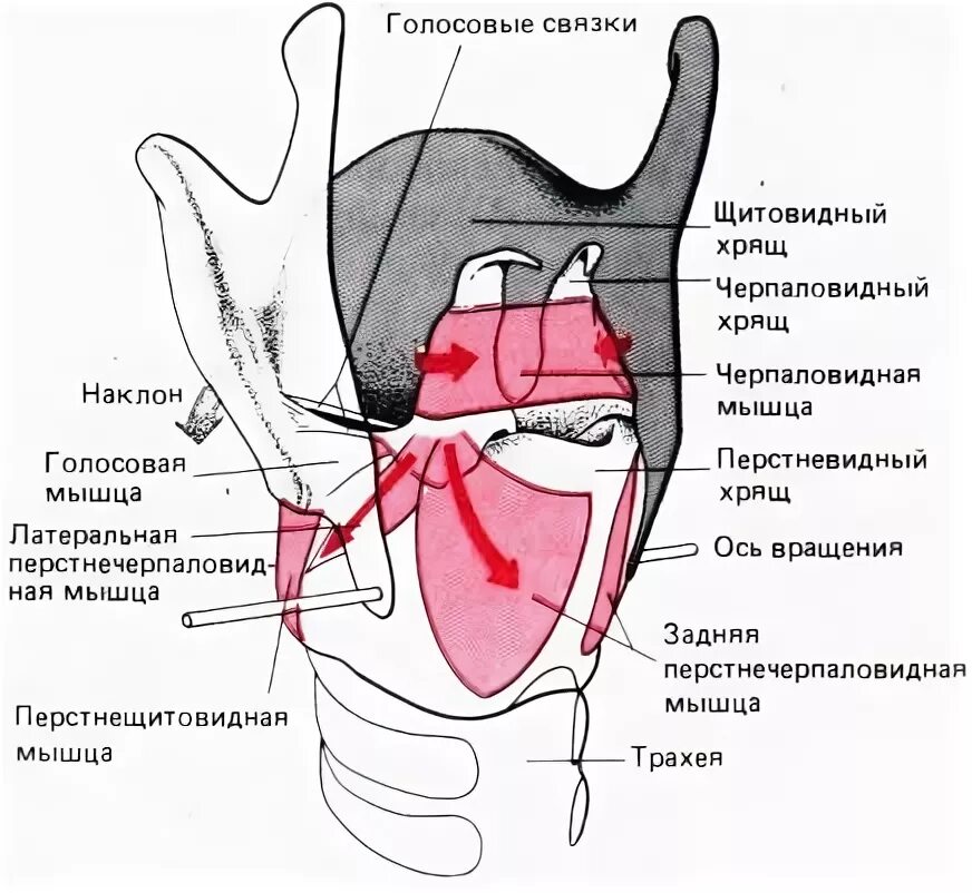 Мышцы голосовых связок. Ложные голосовые связки строение гортани. Расположение ложных голосовых связок. Голосовая мышца гортани. Мышцы голосовых складок.