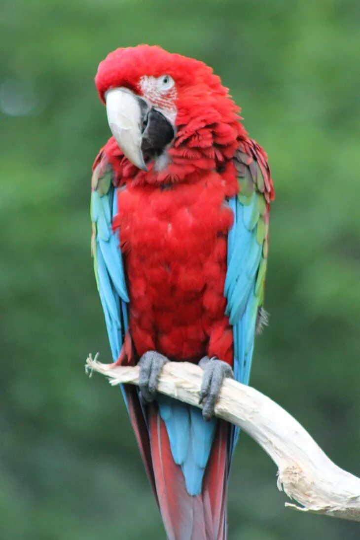 Большой попугай ара. Попугай ара Камелот. Аравийский попугай. Попугай ара красный. Kongo попугай.