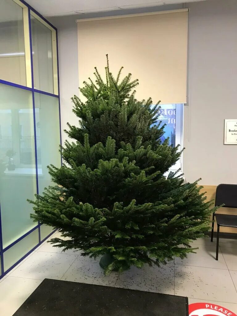 пихта кореана abies. пихта фразера. пихта абиес кореана. датская пихта нордмана. пихта киликийская.