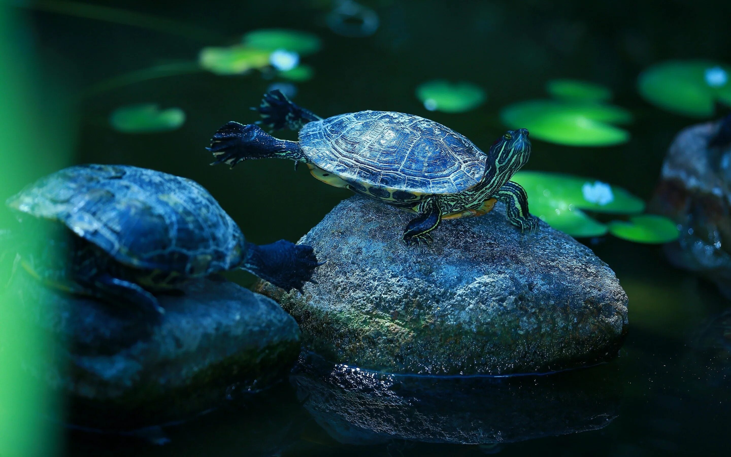 Красноухая черепаха. Морская черепаха красноухая. Красноухая водяная черепаха. Красноухая черепаха на синем. Черепахи в озерах