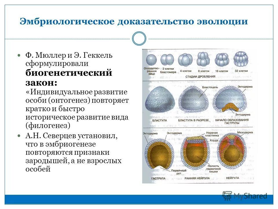 Начальные этапы онтогенеза. Дробление бластула гаструла нейрула. Эмбриологические доказательства эволюции. Эмбриологические доказательства эволюции характеристика. Эмбриологические доказательства эволюции кратко.