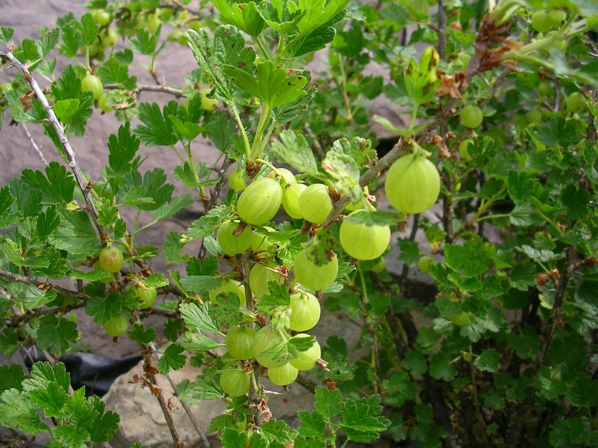 Кустарник смородина крыжовник. Крыжовник (ribes grossularia `Садко`). Крыжовник штамбовый "Инвикта". Крыжовник на штамбе Хиннонмаки Грин. Смородино-крыжовниковый гибрид йошта.