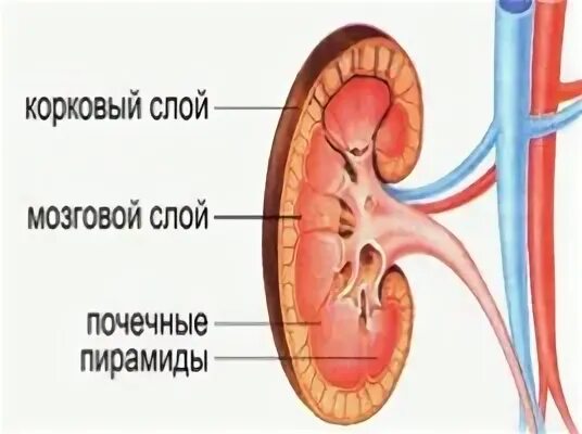 Корковый слой