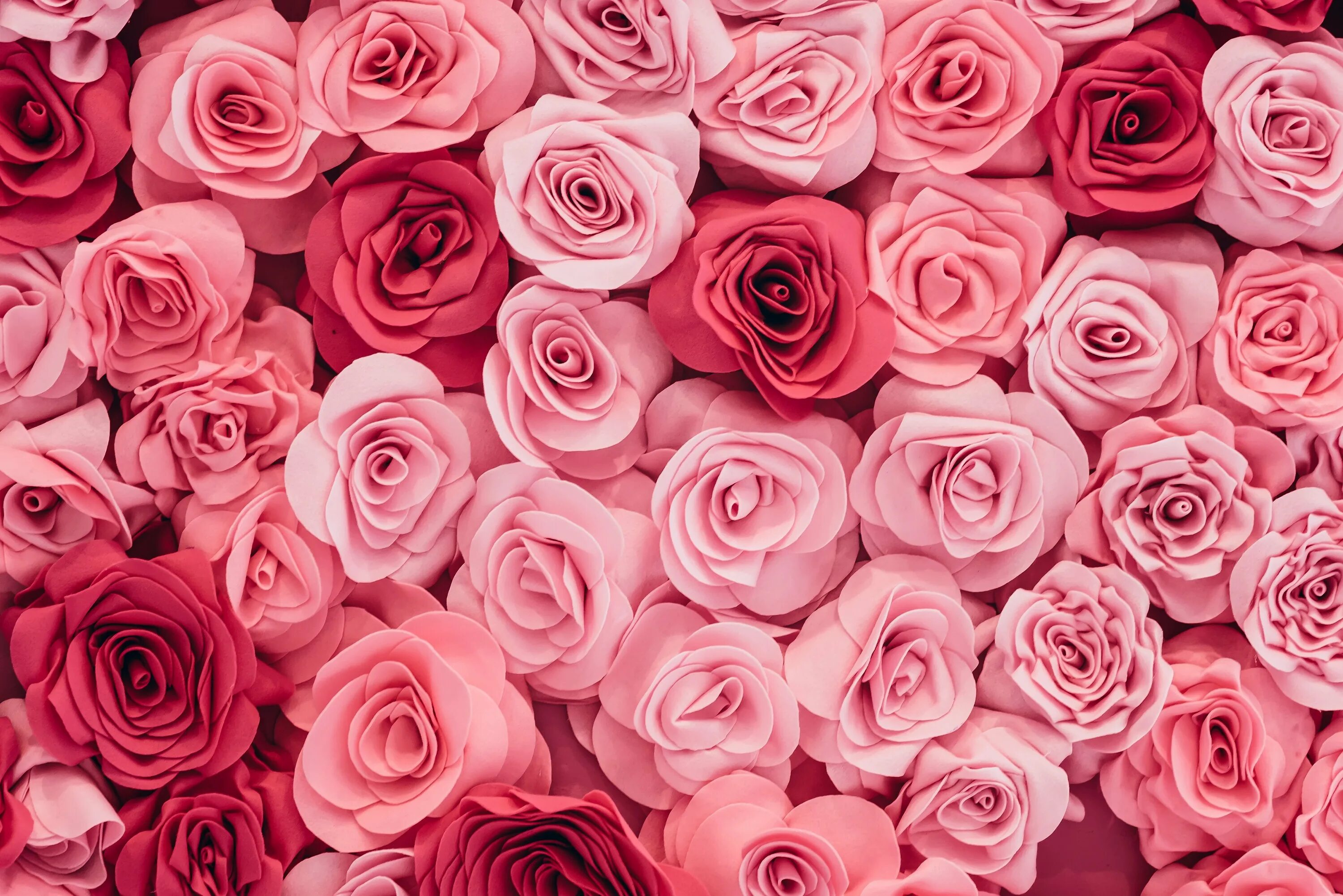 Rose background